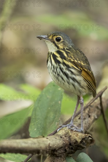 Streak-chested Antpitta (Hylopezus perspicillatus) perched on a branch in Panama
