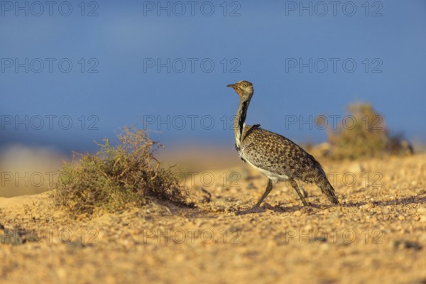 Sahara Houbara Bustard (Chlamydotis undulata fuerteventurae, Europe, Spain, Canary Islands,