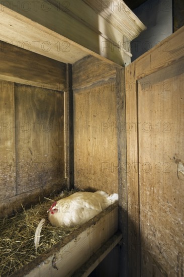 Chicken nesting in wardrobe