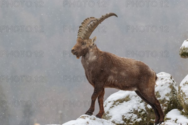 A male ibex (Capra ibex) stands on a rock in the snowstorm. A forest can be seen dimly in the