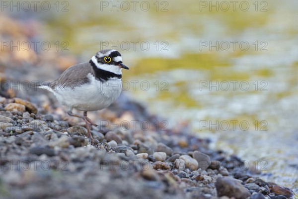 Little Ringed Plover (Charadrius dubius), Saxony-Anhalt, Germany