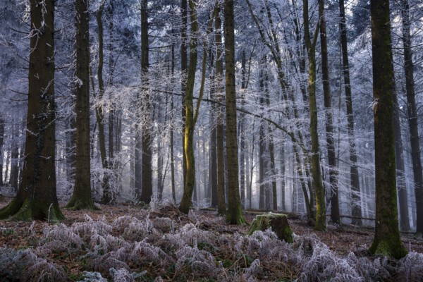 Wintery forest with hoarfrost on Königstuhl mountain, Rhein-Neckar district, Baden-Württemberg,