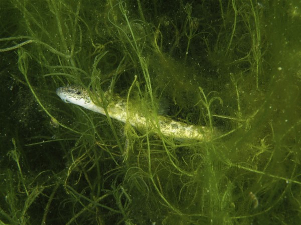 A common loach (Barbatula barbatula) is covered in dense green algae. Dive site Wildsau, Berlingen,