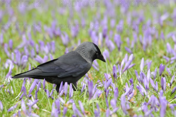 Jackdaw (Corvus monedula) among crocuses (Crocus napolitanus) in Husum Castle Park,