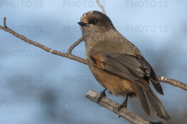 Siberian Jay (Perisoreus infaustus), Finnmark, Norway