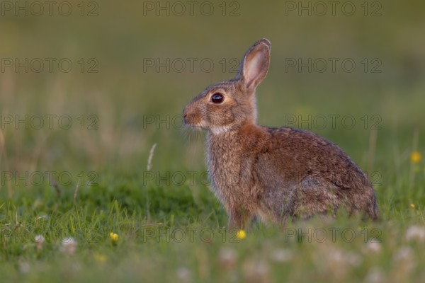 In the warm light of the evening sun, a wild rabbit (Oryctolagus cuniculus) searches for food in a