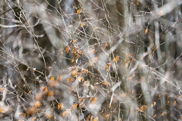Details, Primeval forest Urwald Sababurg, Hofgeismar, Weser Uplands, Weserbergland, Hesse, Germany
