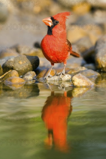 Northern Cardinal Cardinalis cardinalis Rio Grande City, Starr County, Texas, United States 27