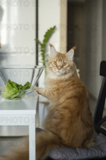 A fluffy ginger Maine Coon cat sits on a chair beside a table and a glass bowl filled with fresh