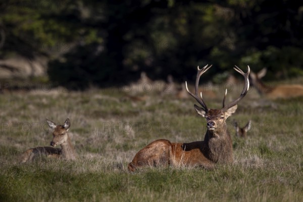 The rut was a very energy-sapping time for the red deer (Cervus elaphus), in the protection of the