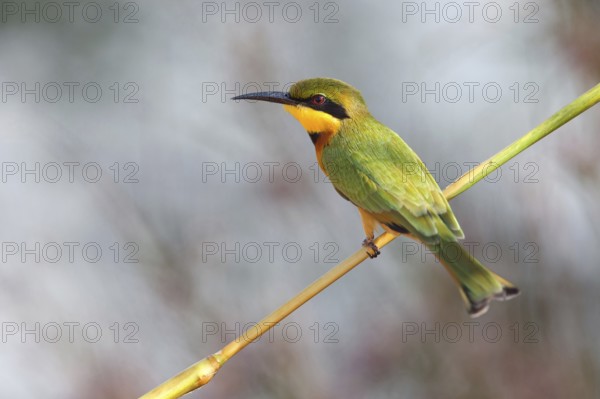 Pygmy Bee-eater, (Merops pusillus), Kuntaur rice fields, Kuntaur, South Bank, Gambia