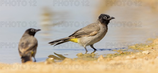 Yellow-vented Bulbul, (Pycnonotus xanthopygos), Animals, Birds, Bulbul, Songbird, Family of the