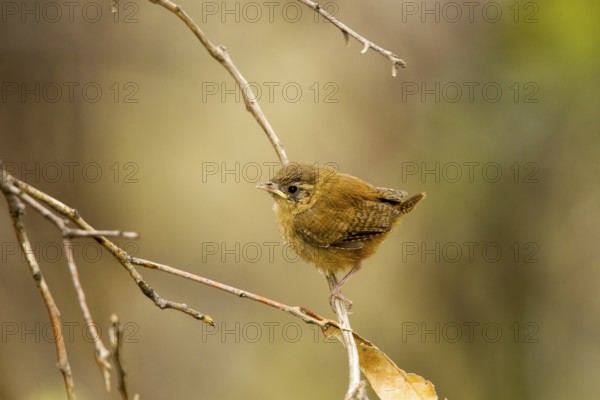 House Wren Troglodytes aedon cahooni Huachuca Mountains, Cochise County, Arizona, United States 2