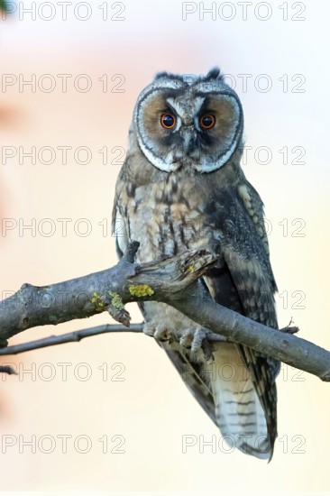 Long-eared owl, (Asio otus), animals, birds, owls, perch, biotope, habitat, Hockenheim,