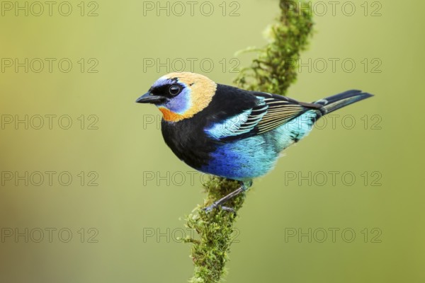 Golden-hooded Tanager (Tangara larvata) adult resting on a mossy branch outside rainforest,