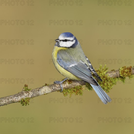 Blue tit (Parus caeruleus), sitting on a branch covered with moss, Wilnsdorf, North