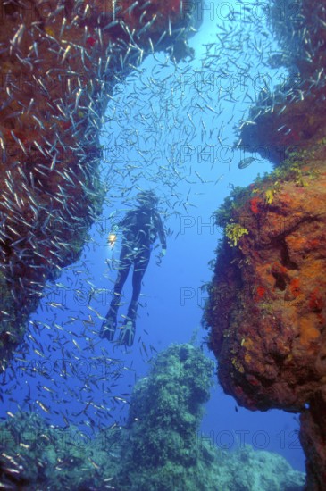 Shoal of spikefish (Atherinomorus stipes) in front of column canyon of stony corals (Acropora) in