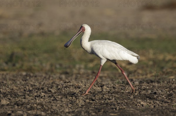 African Spoonbill (Platalea alba) foraging, Chobe, Botswana