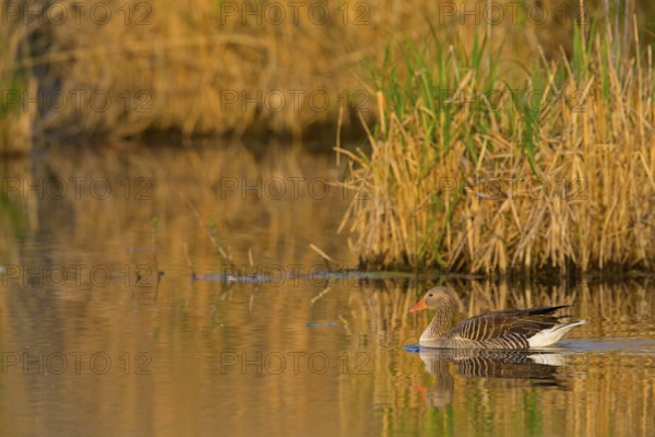 Grey goose, (Anser anser), animals, birds, goose, geese, field geese, duck family, biotope,