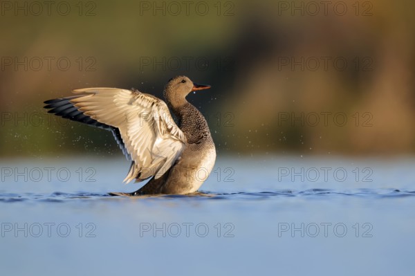 A frieze duck gracefully spreads its wings on the serene waters of Puebla de BeleÃ±a, Spain. The