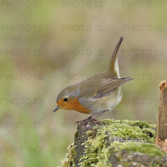 Robin (Erithacus rubecula), on mossy ground in the garden, Wilnsdorf, North Rhine-Westphalia,