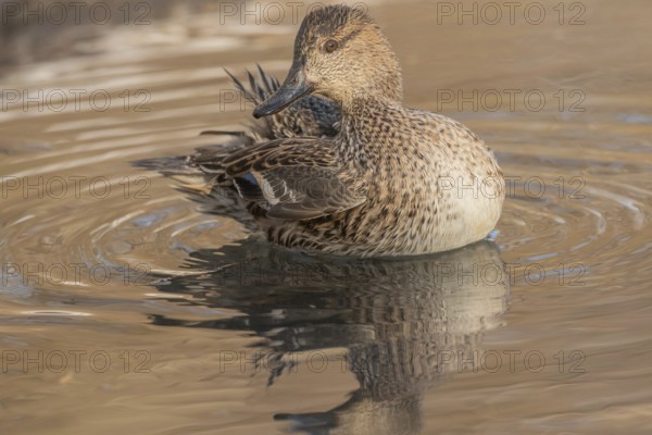 Female Duck Eurasian Tealswim (Anas crecca) sits on the water and observes her surroundings. The