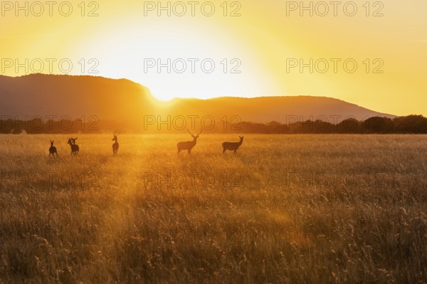 Silhouetted deers gracefully roam the golden fields of Cabaneros National Park at sunset, set