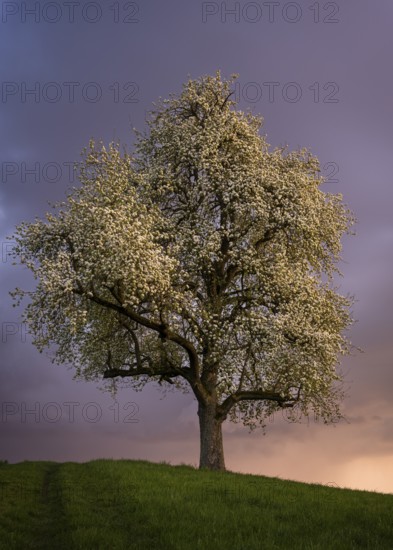 A white blossoming fruit tree in a meadow in spring. Colourful clouds and sunset. Rhine-Neckar