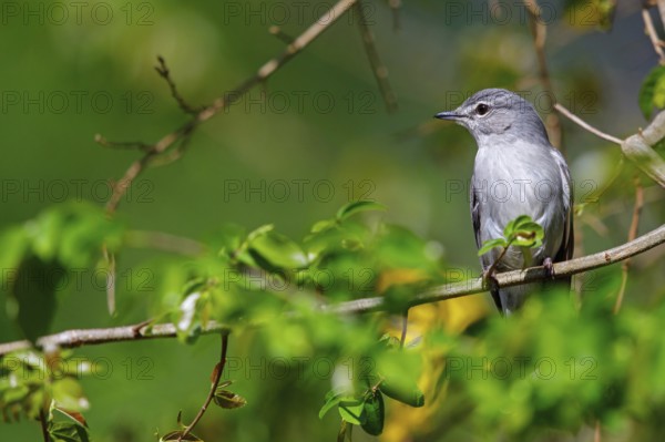 Hard-backed flycatcher, (Fraseria caerulescens), animals, birds, biotope, perch, iSimangaliso