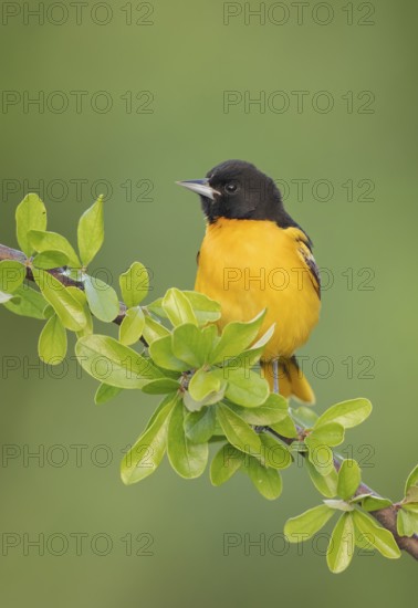 Baltimore Oriole (Icterus galbula) male, Texas, USA