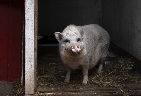 Pig, mini pig, stable, farm, Stuttgart, Baden-Württemberg, Germany