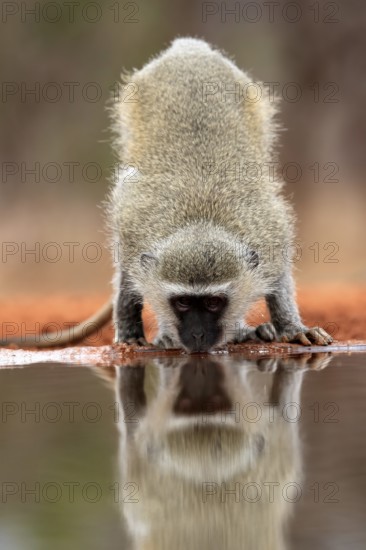 Vervet Monkey (Chlorocebus pygerythrus), adult, drinking, at the water, Kruger National Park,