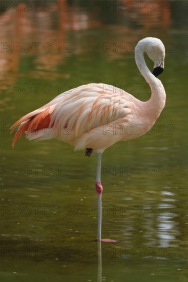 Chilean flamingo (Phoenicopterus chilensis) pink bird in pond
