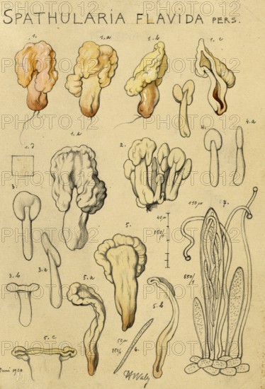 Mushroom, fungi, yellow earth tongue, yellow spatula mushroom, Spathularia clavata, authentic