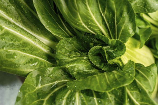Crisp green bok choy leaves are captured in a close up with refreshing water droplets. The vibrant