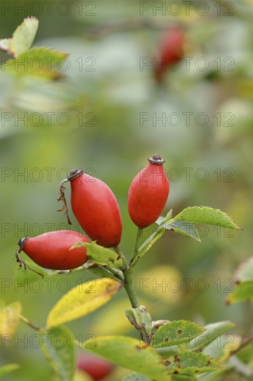 Ripe rose hips of the dog rose (Rosa canina) on a branch, Wilnsdorf, North Rhine-Westphalia,