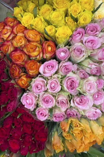 Top view of offer arrangement of roses in five bouquets bouquets of roses with pink pink yellow