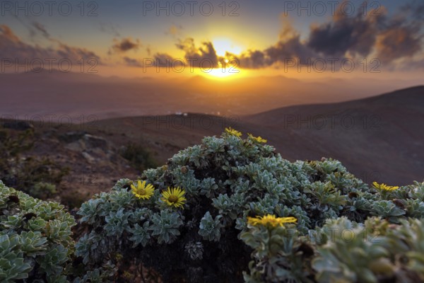 Canary Island Daisy, (Asteriscus sericeus), silky-haired gold star, blossom, flower, plant, plants,