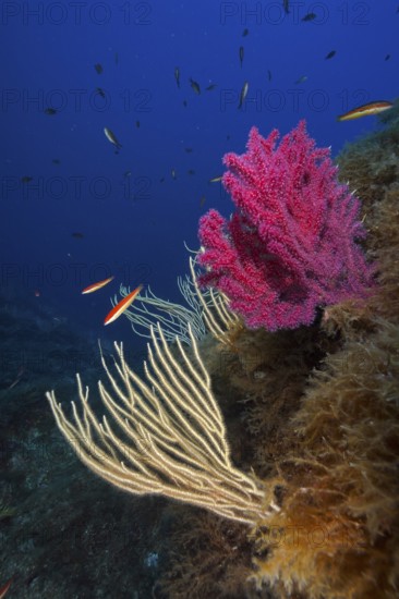 White gorgonian (Eunicella singularis) and Violescent sea-whip (Paramuricea clavata) and fish in a