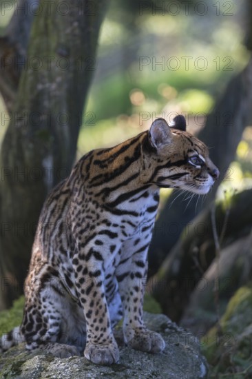 One female Ocelot, Leopardus pardalis, sitting on a rock with dry and green vegetation in the