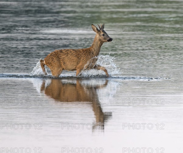 Deer (Capreolus capreolus), young roebuck running through the shallow water zone of a lake, Lower