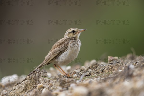 Paddyfield Pipit (Anthus rufulus), Sri Lanka