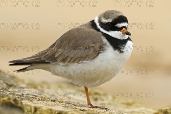 Common Ringed Plover (Charadrius hiaticula), Asturias, Spain