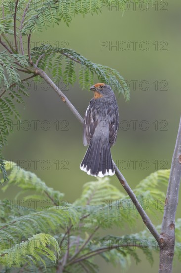 White-tipped Plantcutter (Phytotoma rutila) perched on a branch in Bolivia, South America