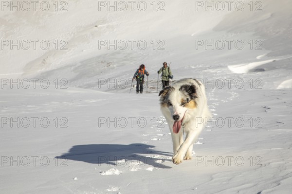A playful dog leads the way across a snowy landscape with two snowboarders following behind. The