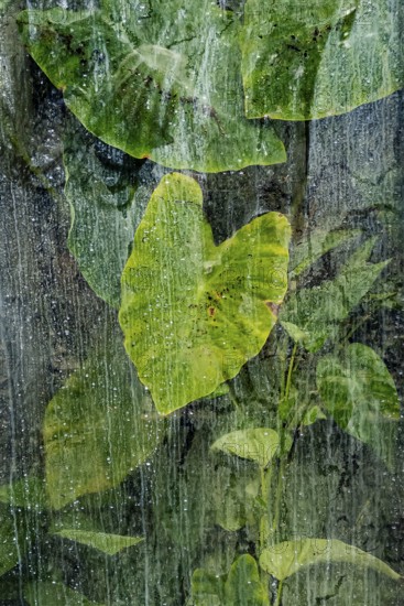 Plants and green leaves behind glass in greenhouse, structure, background, flora, art, texture,