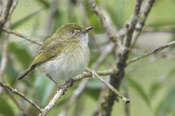 Hangnest Tody-Tyrant (Hemitriccus nidipendulus) perched on a branch in the Atlantic rainforest of