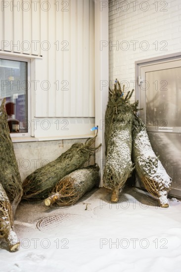 A group of snow-covered Christmas trees is bundled up and leaning against a wall outside a building
