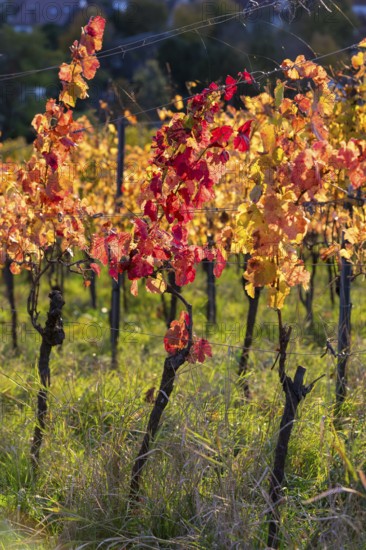 Autumn vineyard with colourful leaves in warm sunlight, Baden-Württemberg, Germany