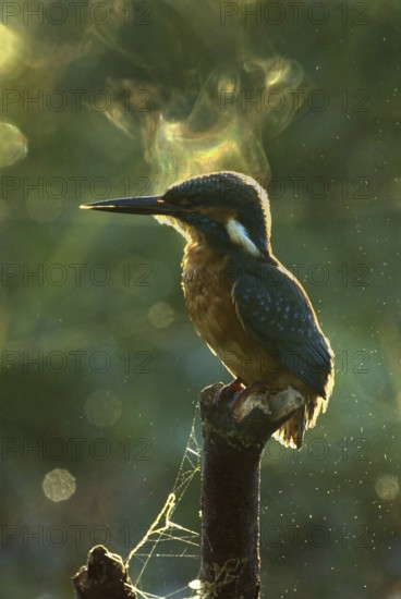 Common Kingfisher (Alcedo atthis) male, Utrecht, Netherlands